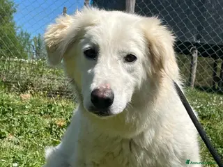 Meticcio cani MARY ABBANDONATA COME SPAZZATURA HA BISOGNO DI TE - Annuncio 23