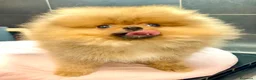Spitz cani in vendita: Spitz Pomerania nano  - Annuncio 4