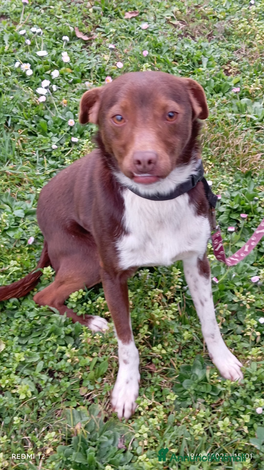 Meticcio cani in regalo: Cucciolo meticcio di 2 anni cerca casa, regalo🐾 a Provincia di Asti - Annuncio 5