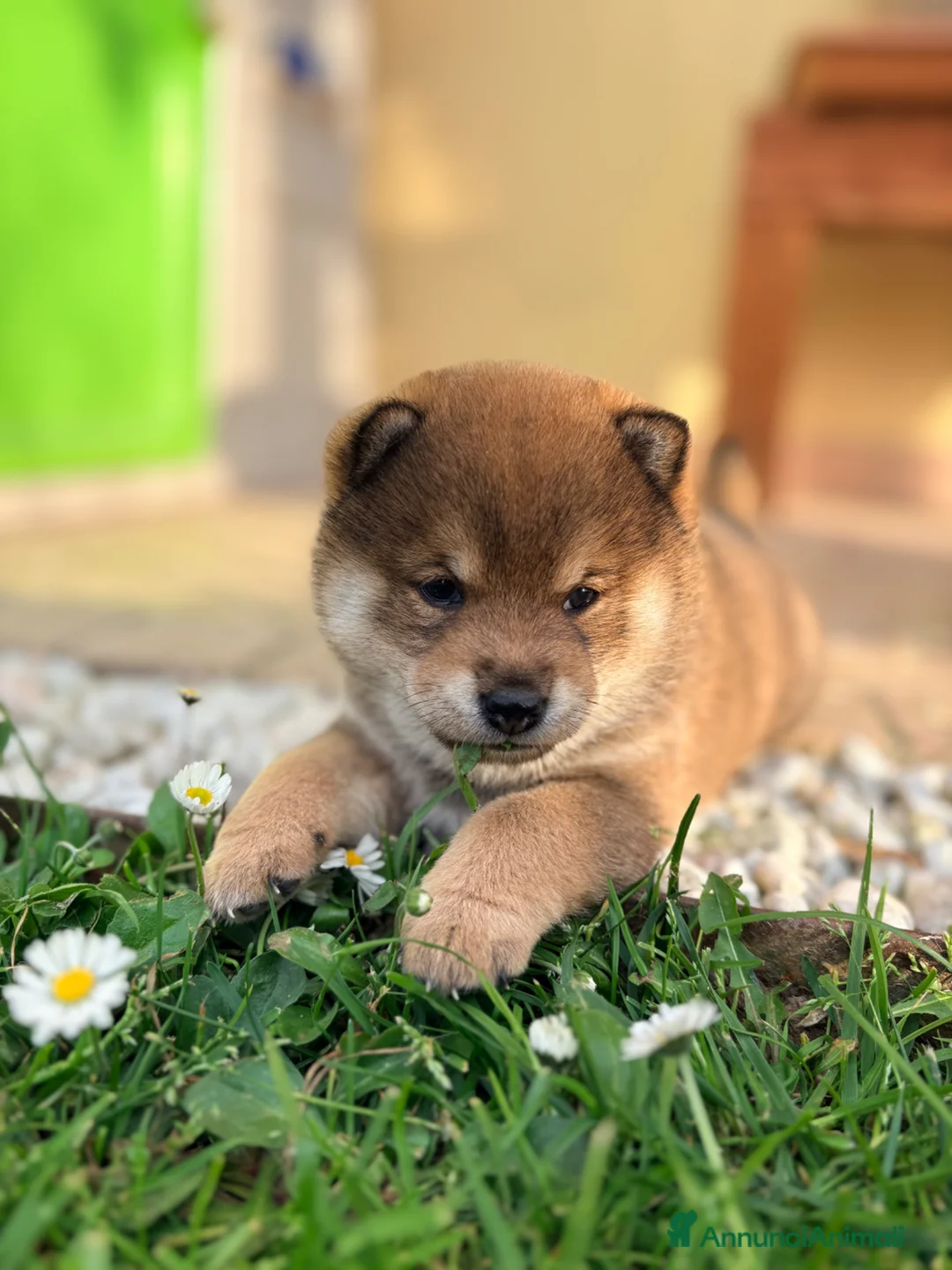 Shiba Inu cani in vendita: Cuccioli con pedigree ENCI  - Annuncio 2