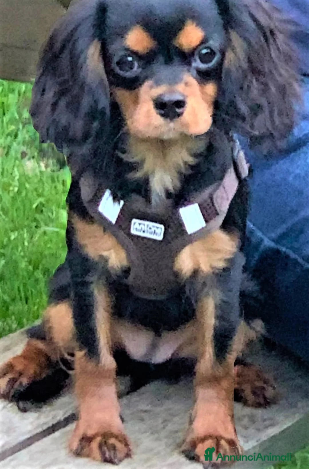 Immagine della galleria {{count}}