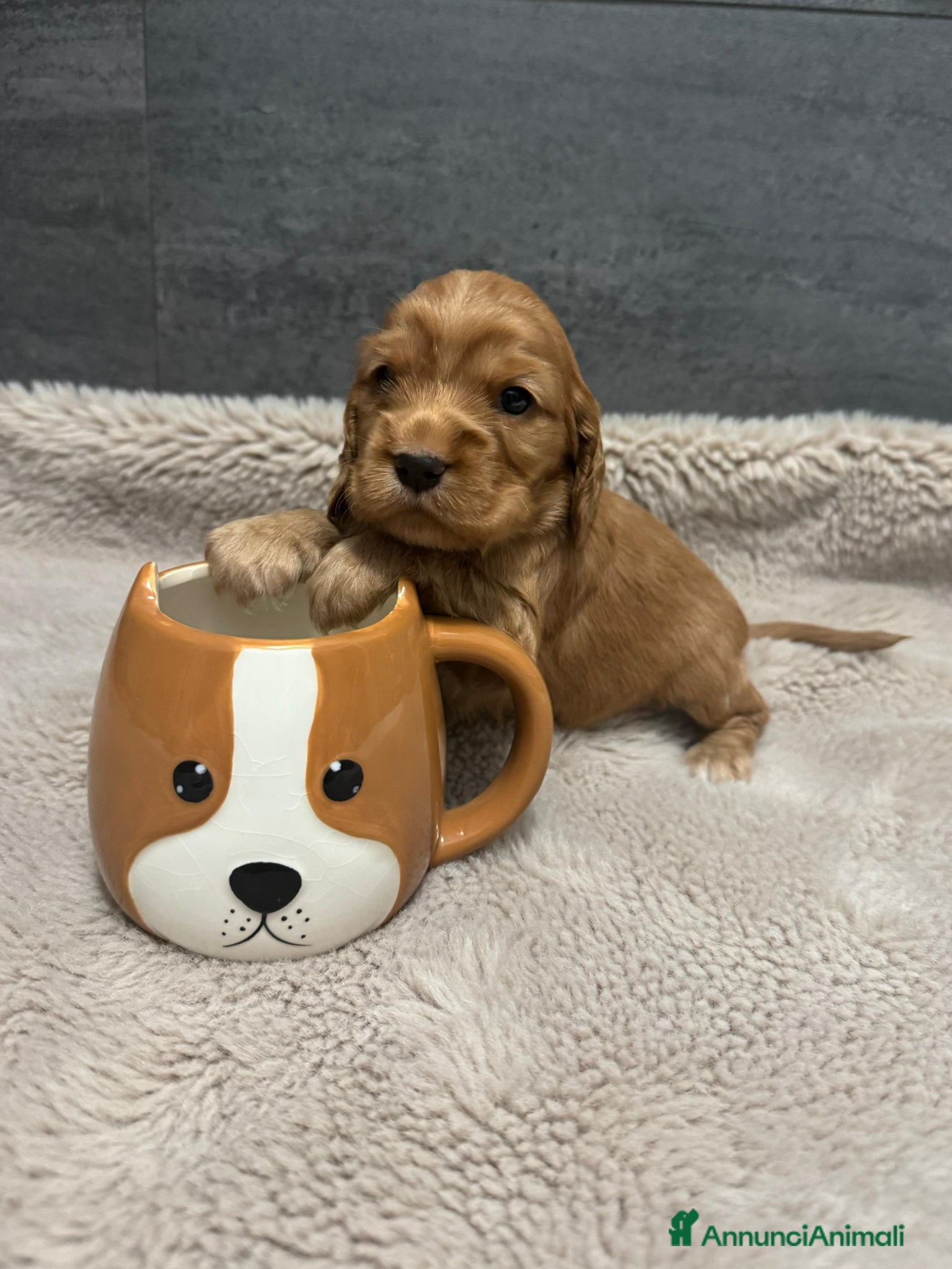 Cocker cani in vendita: Cuccioli Cocker Spaniel fulvi - da luglio 2026 - Annuncio 5