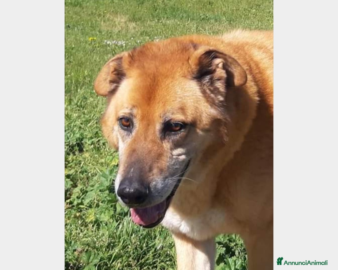 Meticcio cani in regalo: Folk, adozione del cuore  a Roma - Annuncio 5