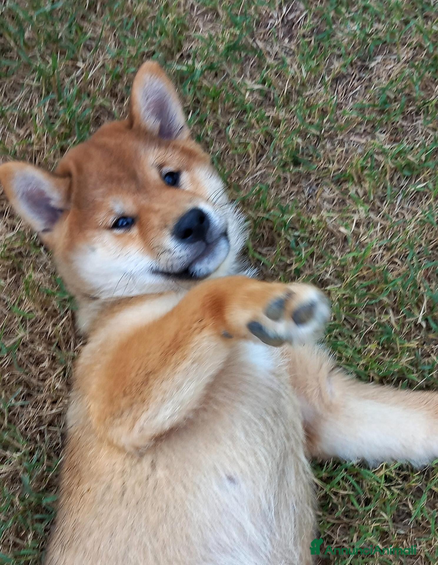 Shiba Inu cani Ultimo cucciolo maschio shiba inu pedigree Enci  - Annuncio 8