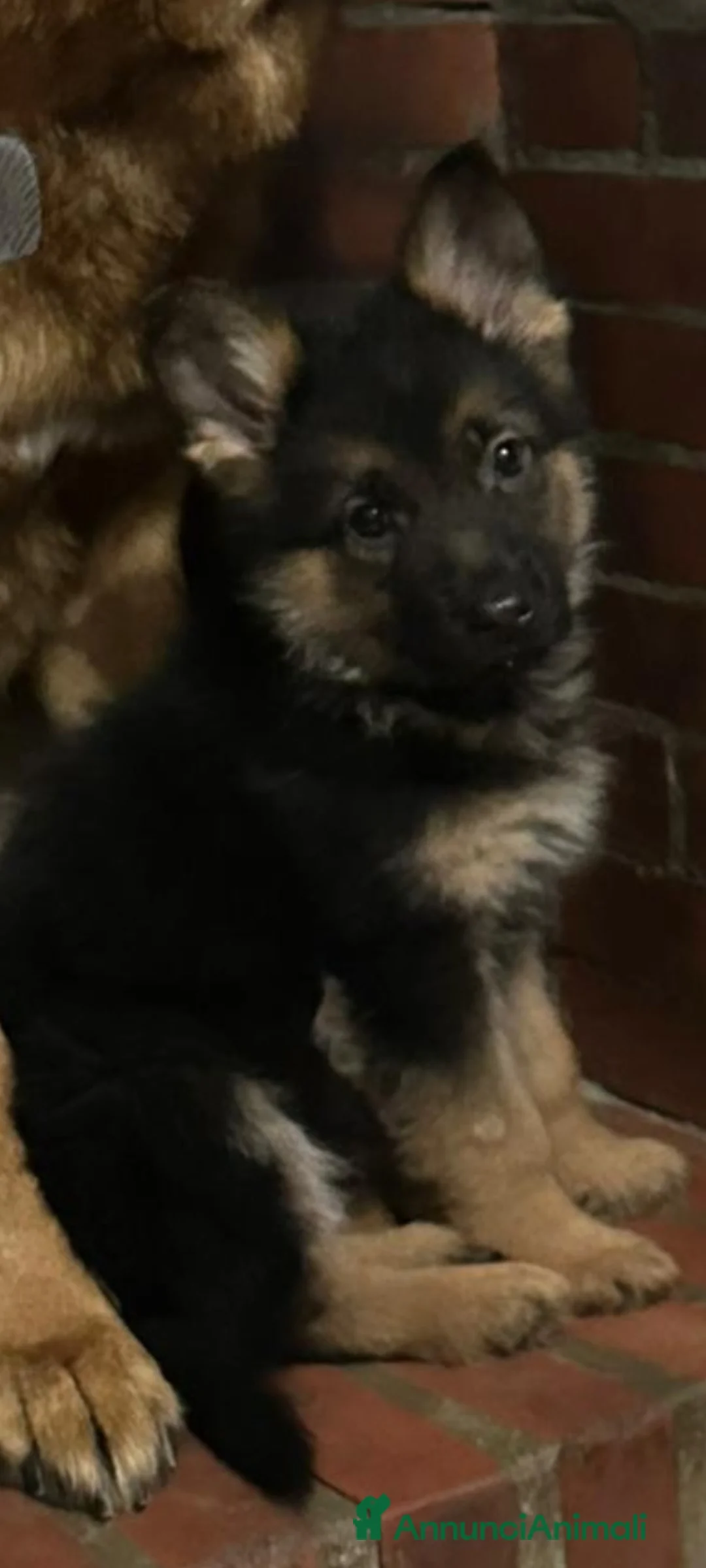 Pastore Tedesco cani in vendita: Vendo cucciolo di Pastore Tedesco con Pedigree  - Annuncio 1