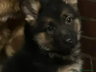 Pastore Tedesco cani Vendo cucciolo di Pastore Tedesco con Pedigree - Annuncio 34