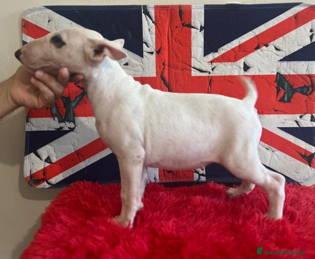 Bull Terrier cani in vendita: Cucciola di BULL TERRIER inglese  - Annuncio 1