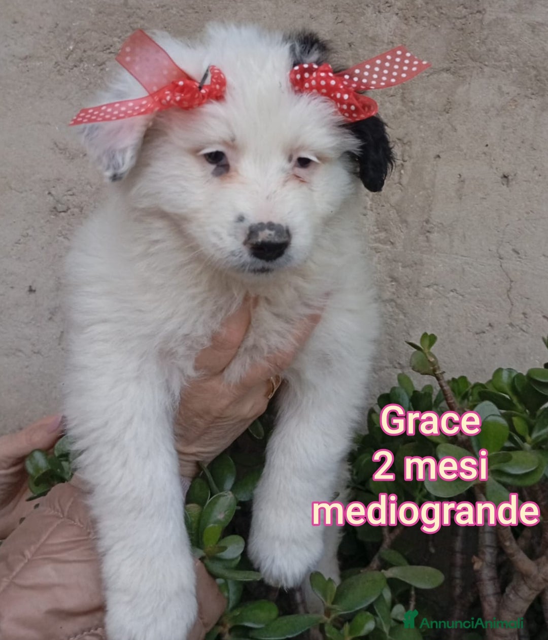 Meticcio cani in regalo: SALVA LA VITA DI UN CUCCIOLO! - Annuncio 3