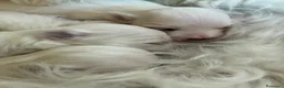 Maltese cani in vendita: Cuccioli disponibili  - Annuncio 2