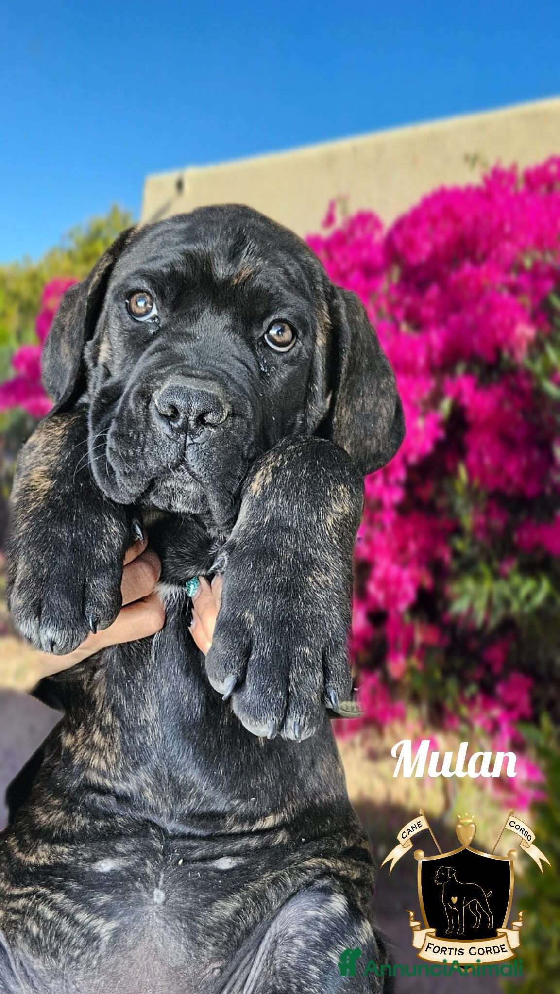 Cane Corso cani Cane Corso cucciola - Annuncio 1