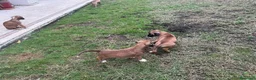 Boxer cani in vendita: Boxer cuccioli disponibili - Annuncio 5
