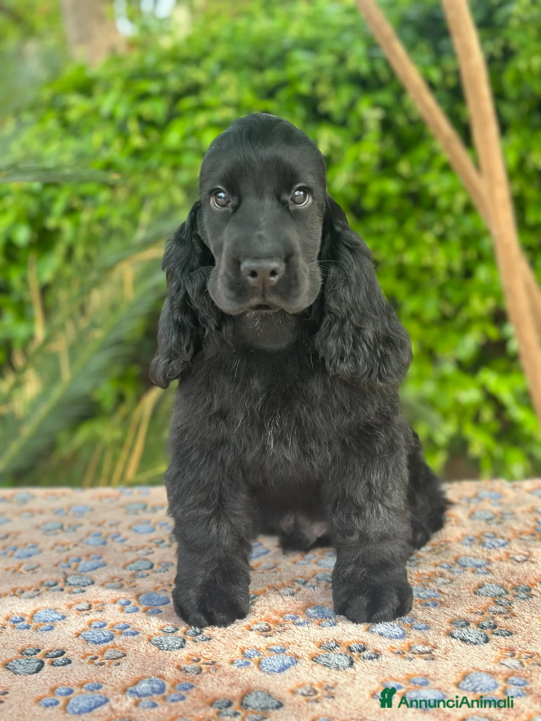 Cocker cani in vendita: Cocker spaniel inglese con pedigree  - Annuncio 2