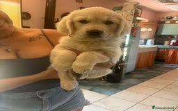 Golden Retriever cani in vendita: Cuccioli di Gold Retriever con pedigree  - Immagine 7