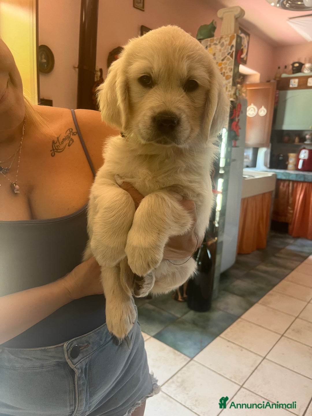 Golden Retriever cani in vendita: Cuccioli di Gold Retriever con pedigree  - Immagine 7