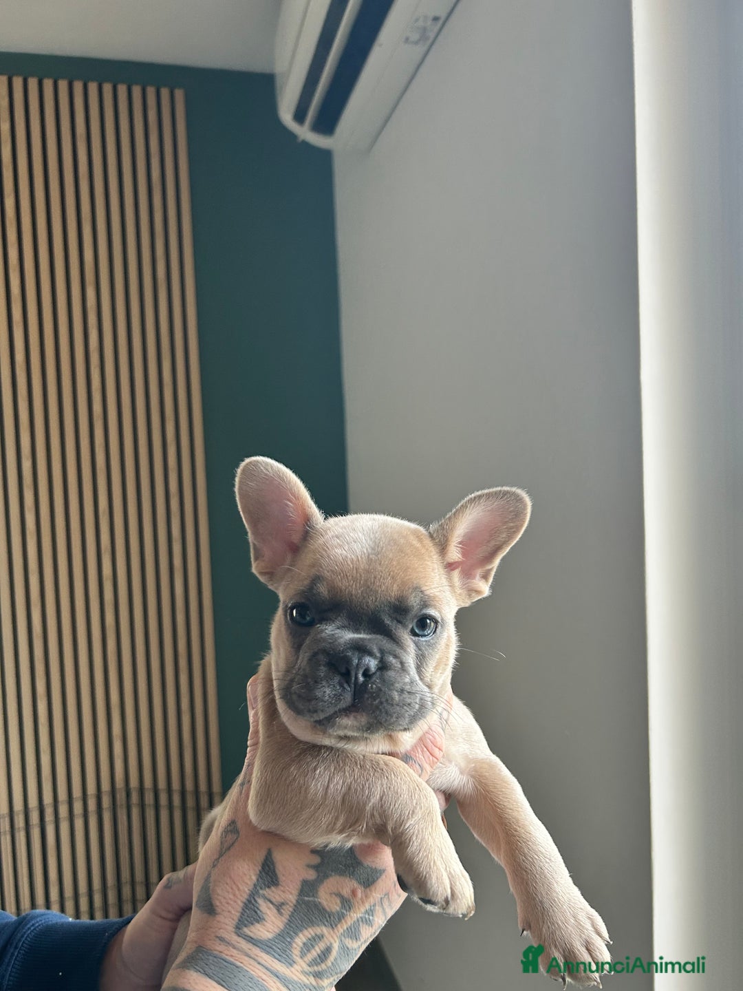 Bulldog Francese cani in vendita: Cuccioli di bulldog  - Annuncio 14