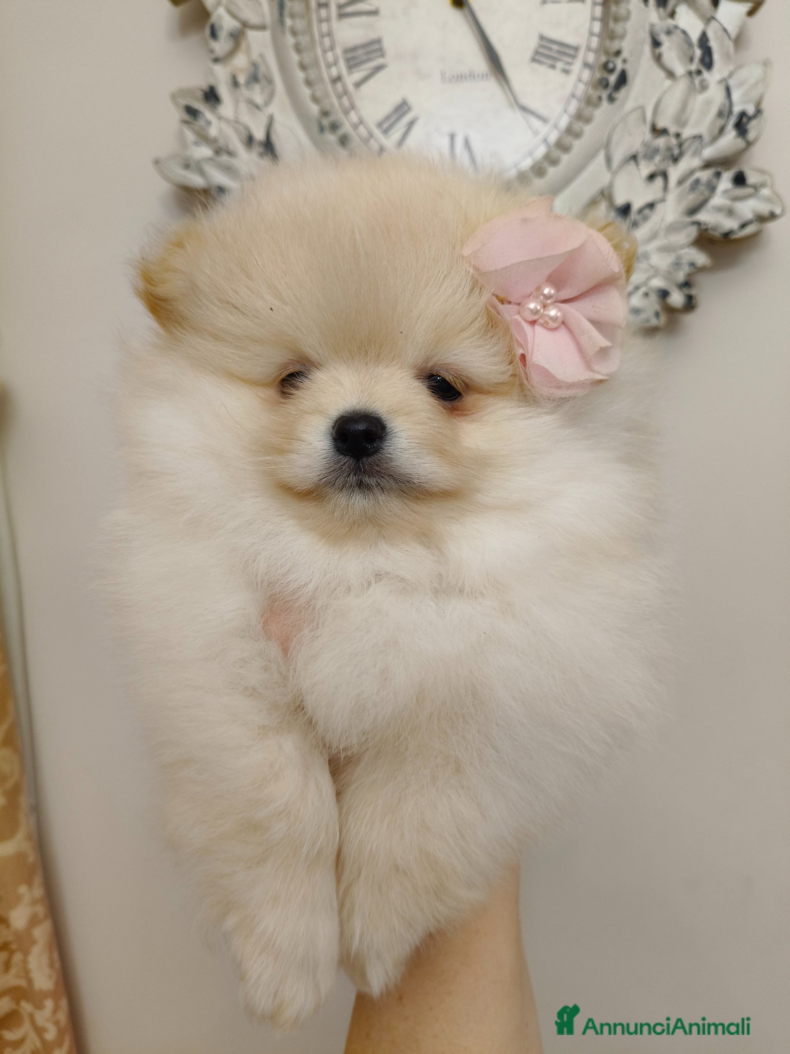 Spitz cani Spitz di Pomerania con Pedigree ENCI  - Annuncio 31