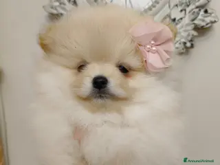 Spitz cani Spitz di Pomerania con Pedigree ENCI - Annuncio 31