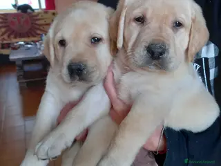 Labrador cani Labrador - Annuncio 4