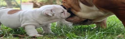 Bulldog cani in vendita: Cuccioli Bulldog Inglese con Pedigree - Annuncio 7