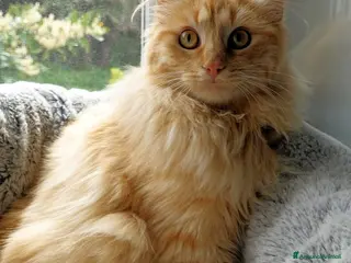 Europeo gatti TEO E LEO DUE SPLENDIDI MICETTI - Annuncio 27