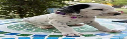 Dalmata cani in vendita: Cuccioli di Dalmata - Annuncio 7