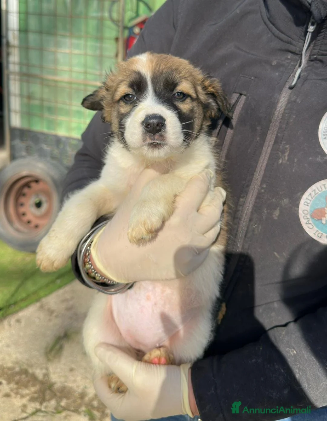 Meticcio cani in regalo: MANDORLA 🩷-cucciola futura taglia media cerca 🏡  - Annuncio 2