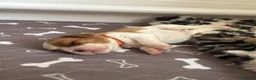 Cavalier King cani in vendita: Cavalier King cercano casa - Annuncio 7