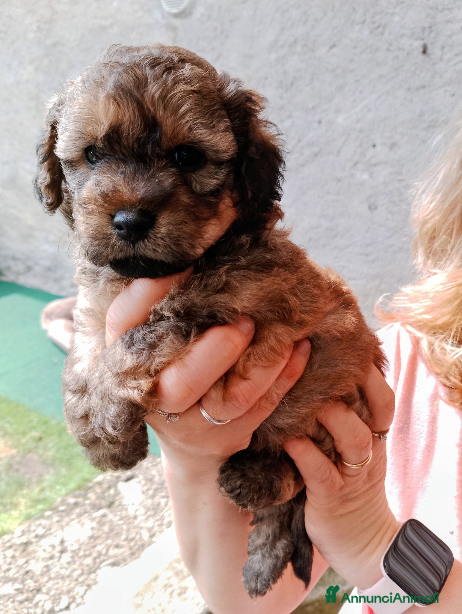 Maltipoo cani Cuccioli di Maltipoo  - Annuncio 2