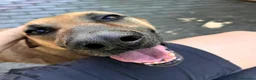 Meticcio cani in regalo: ARGO CERCA CASA - Annuncio 8