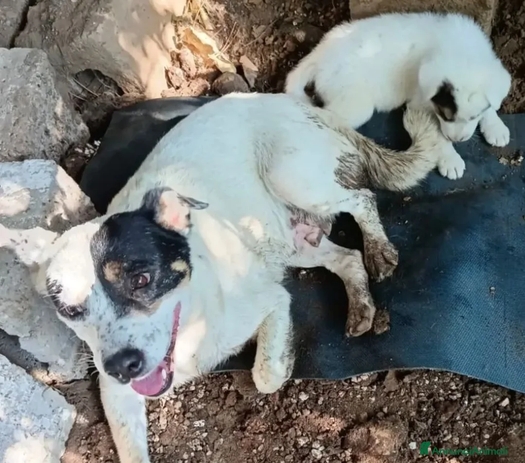 Meticcio cani in regalo: Sem! (25kg da adulto)  - Annuncio 2