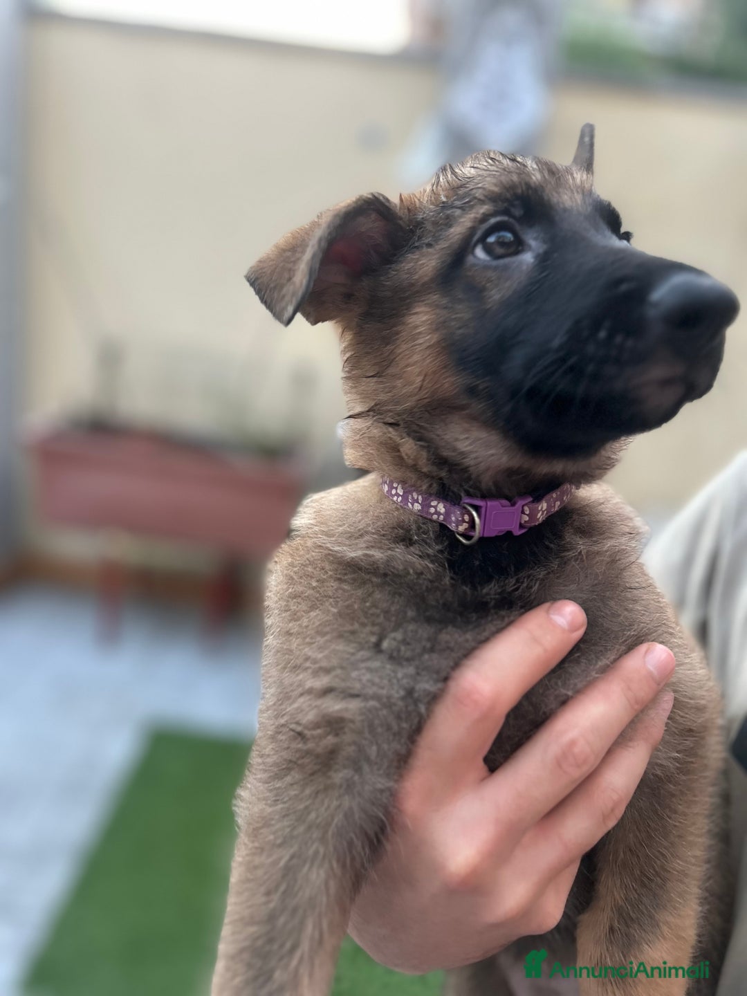 Pastore Tedesco cani in vendita: Ultima della cucciolata !  a Provincia di Varese - Immagine 2
