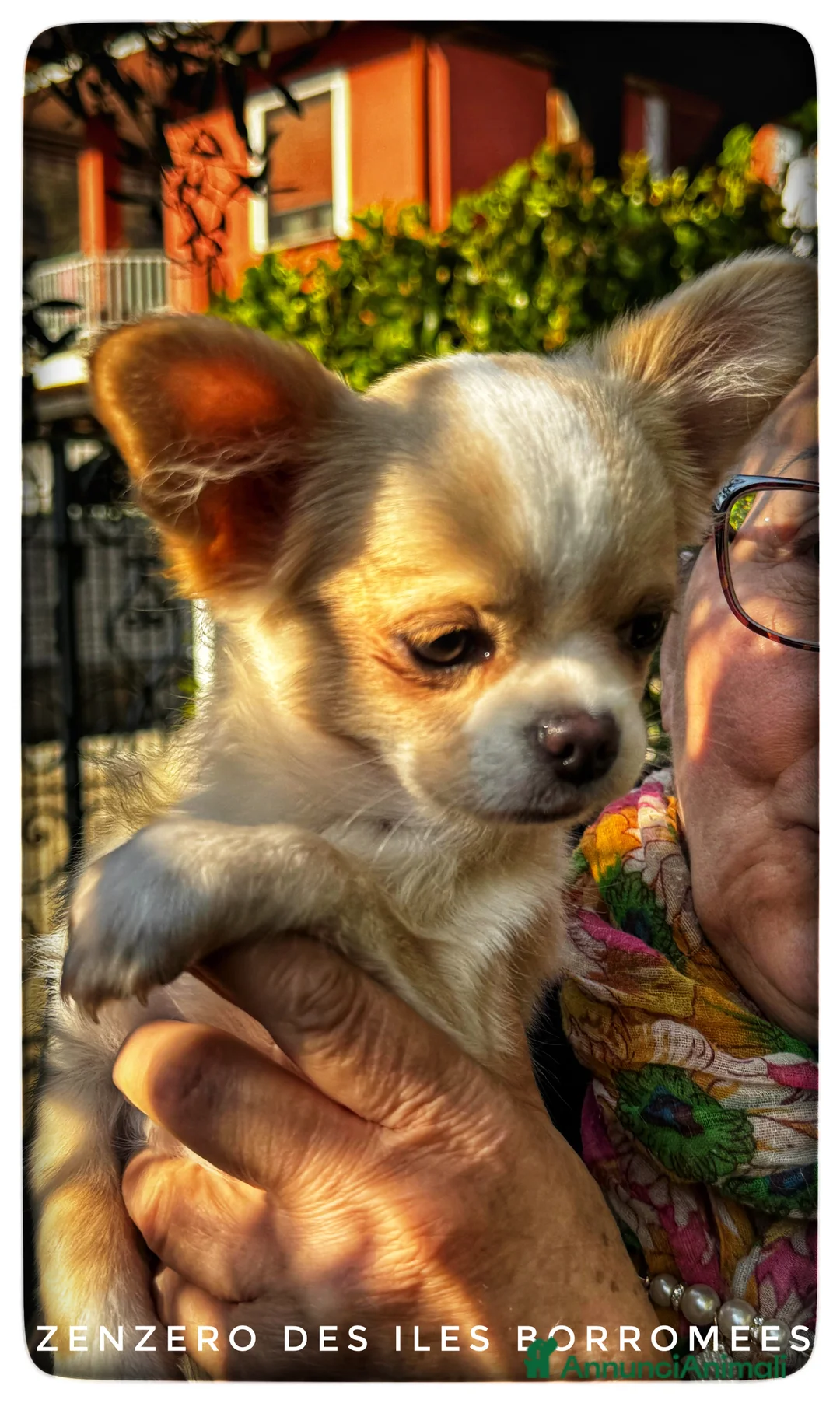 Chihuahua cani in vendita: CHIHUAHUA PELO LUNGO - MASCHI - Annuncio 5