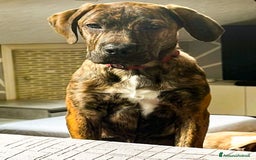 Cane Corso cani in regalo: Kevin cucciolone mixcorso a Milano - Immagine 2