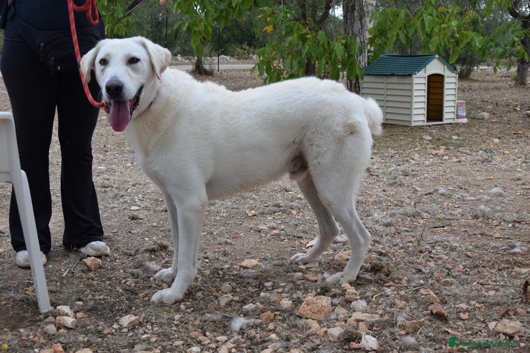 Meticcio cani in regalo: Luciano 4 anni affettuoso e coccolone - Annuncio 3
