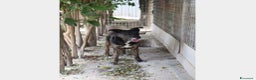 Meticcio cani in regalo: Elvis 3/4anni tg media tranquillo,dolce PUGLIA a Milano - Annuncio 2