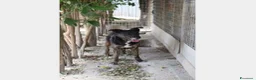 Meticcio cani in regalo: Elvis 3/4anni tg media tranquillo,dolce PUGLIA a Milano - Annuncio 2