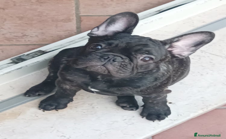Bulldog Francese cani a Provincia di Rimini - Annuncio 1