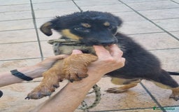 Meticcio cani in regalo: UNA MAMMA PER UVETTA  a Provincia di Varese - Immagine 2