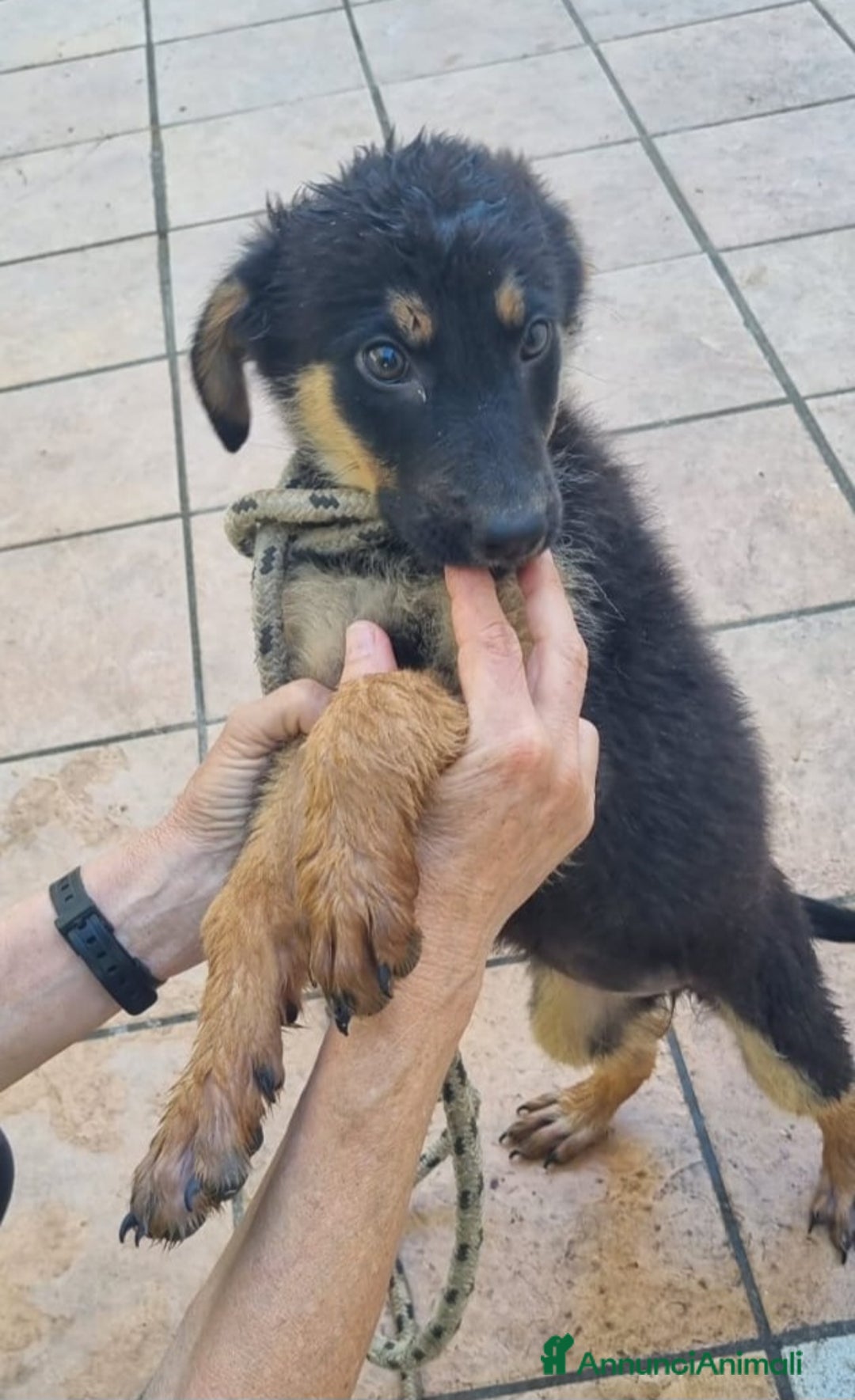 Meticcio cani in regalo: UNA MAMMA PER UVETTA  a Provincia di Varese - Immagine 2