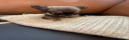 Chihuahua cani in vendita: Splendidi cuccioli di Chihuahua - Annuncio 8
