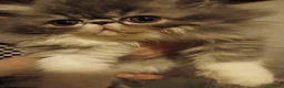 Persiano gatti in vendita: GATTINI PERSIANI - Annuncio 5