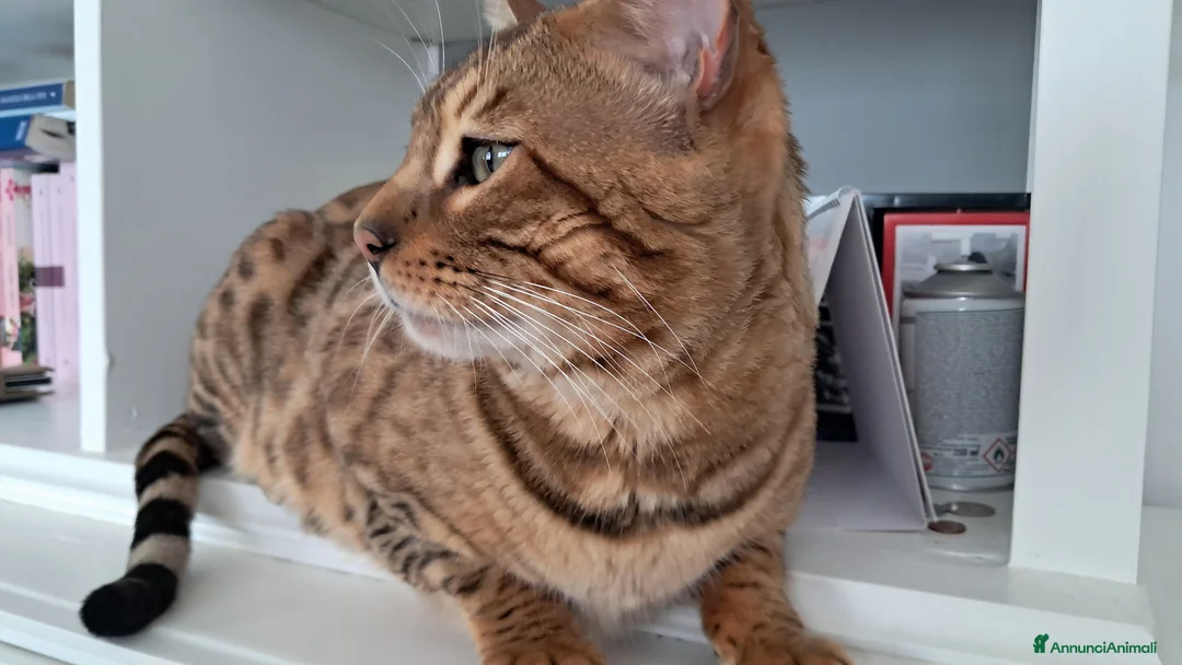 Bengala gatti in vendita: Bengala gattone maschio a Città Metropolitana di Bologna - Annuncio 2