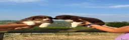 Australian Shepherd cani in vendita: Cuccioli maschi australian shepherd Red tri color - Annuncio 1