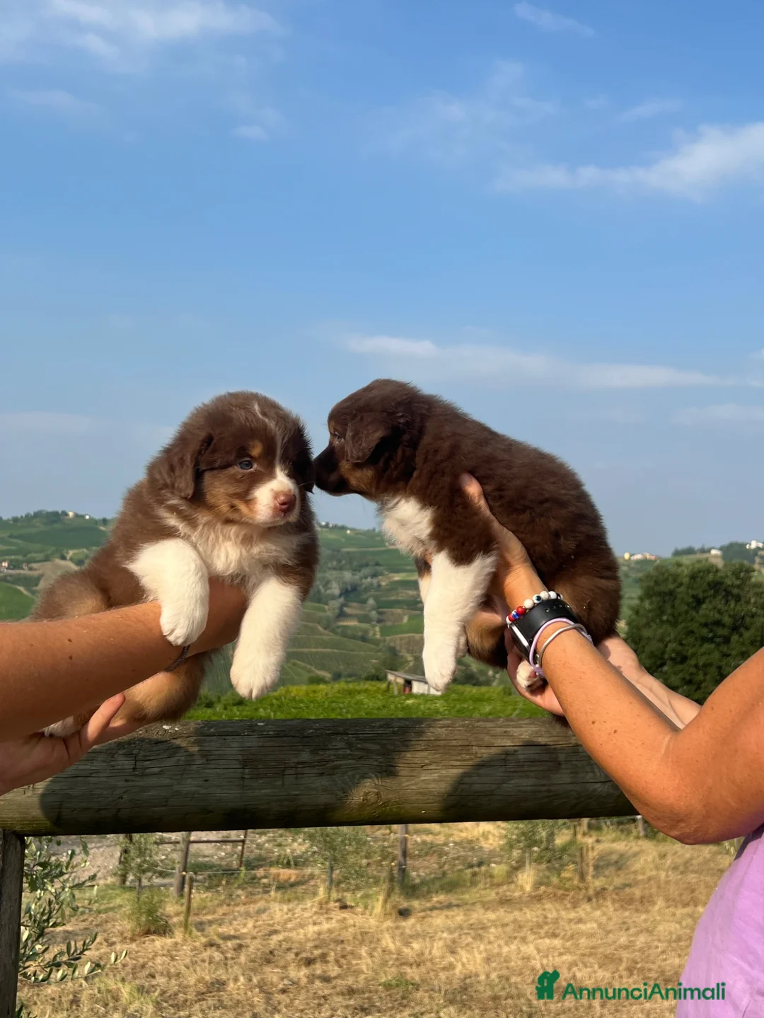 Australian Shepherd cani in vendita: Cuccioli maschi australian shepherd Red tri color - Annuncio 1