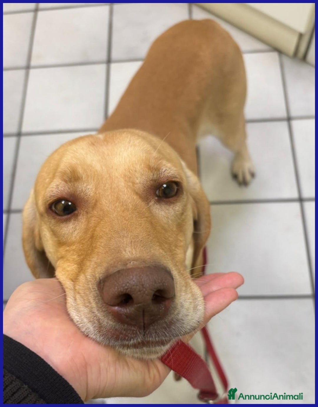 Segugio cani in regalo: BAGIGIO CUCCIOLONE MIX SEGUGIO 9 MESI, BELLO E BUO - Annuncio 3