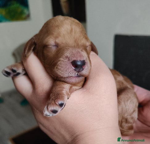 Barbone cani - Annuncio 1