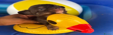 Chihuahua 1