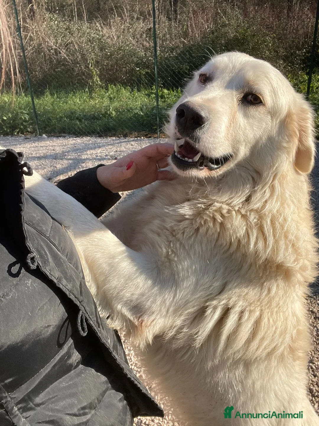 Meticcio cani in regalo: DOLCE MUSETTO - Annuncio 2