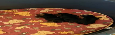 Pinscher Miniatura 1