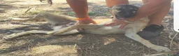 Meticcio cani in regalo: Pastorina 6/7mesi PRESTO SOLA IN RECINTO! CAGLIARI - Annuncio 3